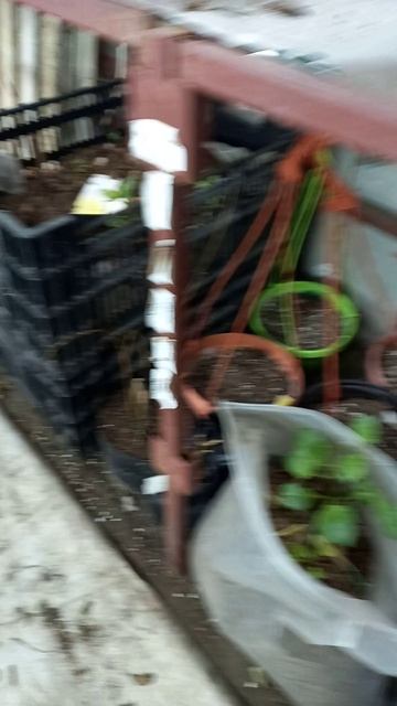 Раннее пробуждение георгин 29.01.2025 г.