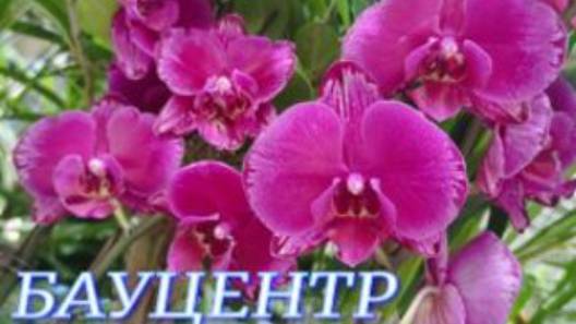 №1010/ НЕВЕРОЯТНО красивые, НЕВЕРОЯТНО свежие ОРХИДЕИ в БАУЦЕНТРЕ смотреть онлайн