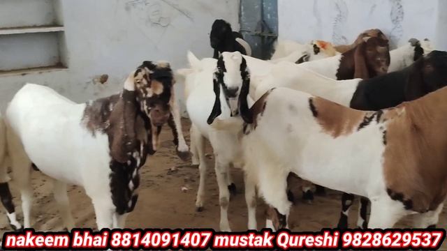 quality Totapuri Dang nagfani khassi Bakra goat's weight 70+100 daat 2+8 lots for sale 9828629537 смотреть онлайн