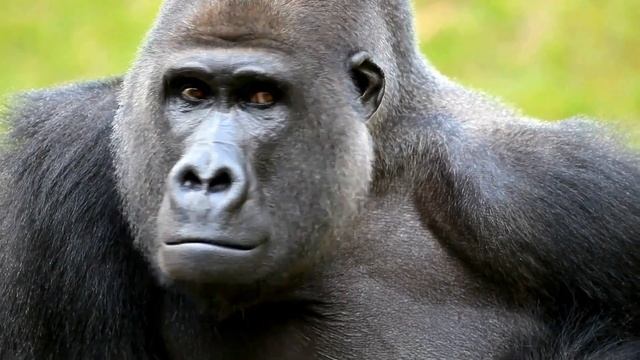 Gorilla vs Orangutan 🦍🌿 The Ultimate Jungle Showdown смотреть онлайн