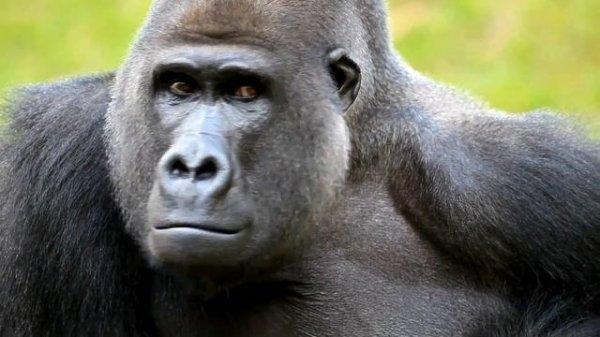 Gorilla vs Orangutan 🦍🌿 The Ultimate Jungle Showdown