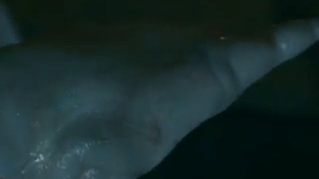 Seachange - Gryf Dolphin/Cetacean Transformation смотреть онлайн