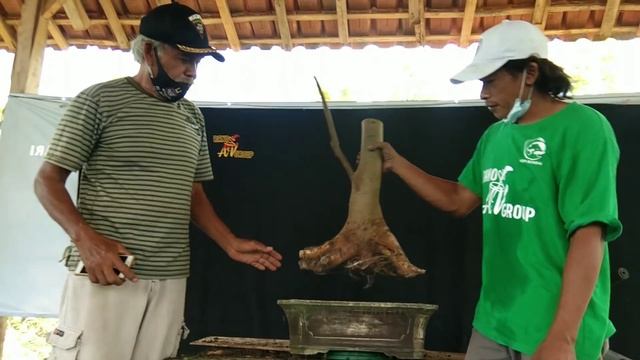 Penjelasan Penanganan dan Pengerjaan Bahan Bonsai Loa Dari Bahan смотреть онлайн