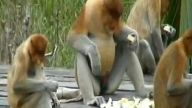Proboscis Monkey Love In Borneo
