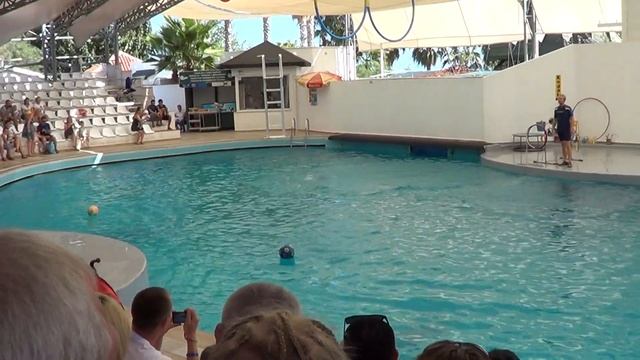 Дельфины Delphins Delfīni смотреть онлайн