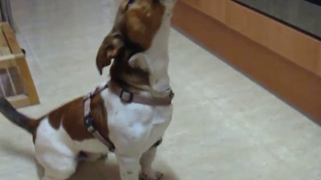Jack Russell singing - поющий Джек Рассел смотреть онлайн