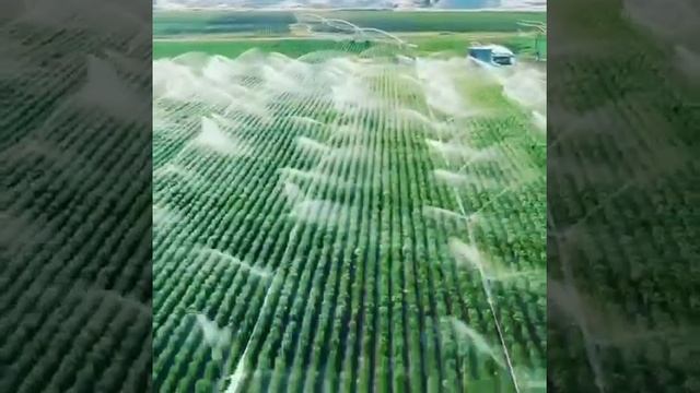 kurdistan.holland company смотреть онлайн