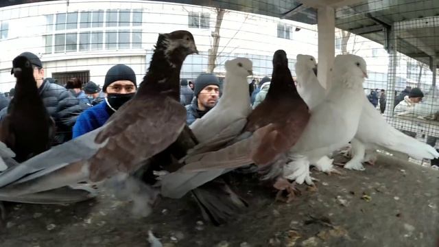 Андижан сой кабутар бозор  ГОЛУБИНЫЙ РЫНОК УЗБЕКИСТАНА 2021 Kabutar Bozor 2021 #kabootar Bazi