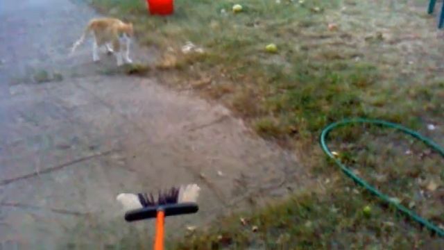 кот и швабра смотреть онлайн