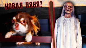 НАС ПОХИТИЛА ГРЕННИ 😳 Глазами питомцев