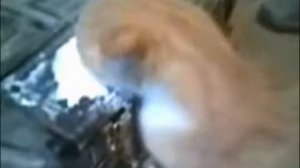 Кот говорит  Я голодный