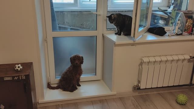 Зверьё моё! Трудности дружбы молодого пса и взрослой кошки. Барни рьяно играет с Шерой. 3103202.