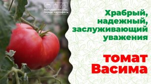 Изумительный, народный томат Васима для открытого грунта.