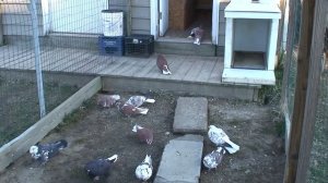 Nikolaevskie pigeons Part 3 Николаевские Голуби Виктора Никулина