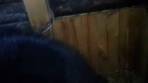 Сырость в стайке. Как избавится от нее ????