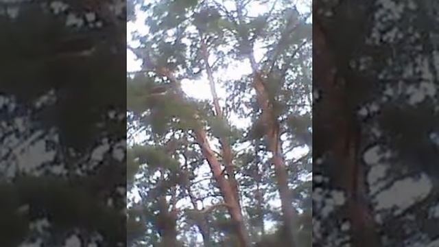 Тихая охота смотреть онлайн