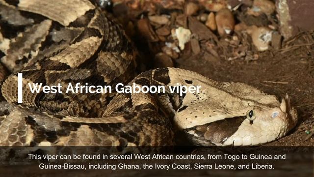 10 Wild Animals in Ghana смотреть онлайн