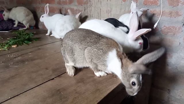 Female Rabit Pregnant Nahin Ho Rahi Hai Kya Karen? मादा खरगोश प्रेग्नेंट क्यों नहीं होती है? смотреть онлайн