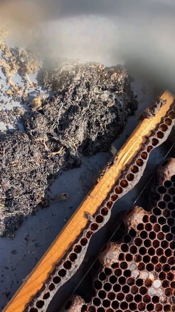 Огнёвка (Восковая )моль напала на наши рамки с пергой которые хранились в гараже! Теперь настойка!