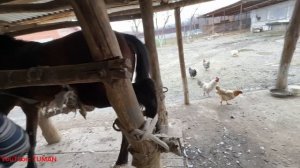 100 Летняя Кузня и станок для ковки лошадей. Куем Жеребца