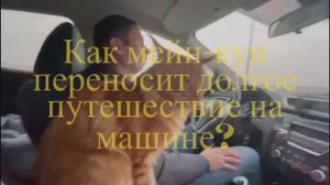 Путешествие на машине с мейн-куном 🚘😽