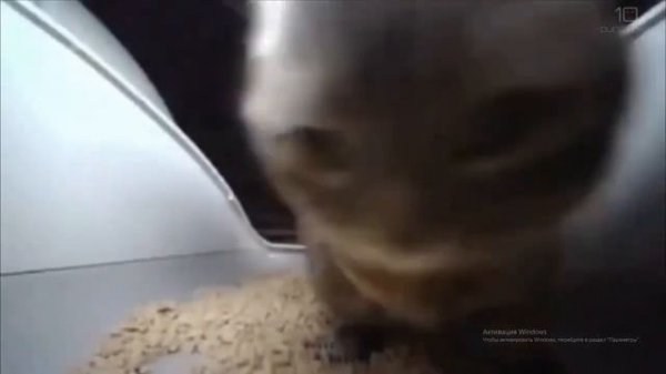 чипи чипи чапа чапа кот 1 час