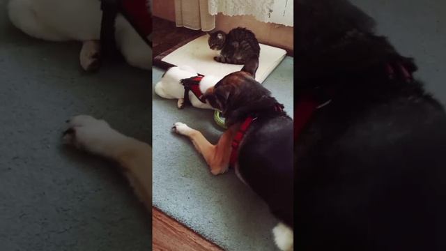 Первая ночь прошла замечательно, без проблем, и знакомство тоже прошло хорошо, они играют друг с дру