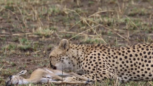Cheetah doesn't need to hit its top speed to catch gazelle смотреть онлайн