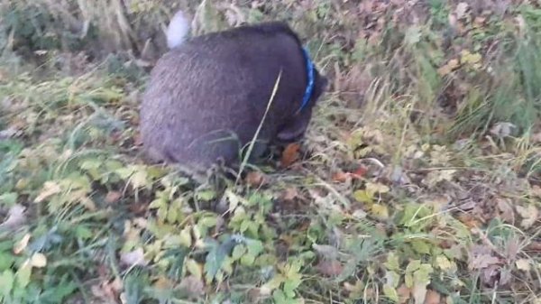 Кабан и последние желуди!