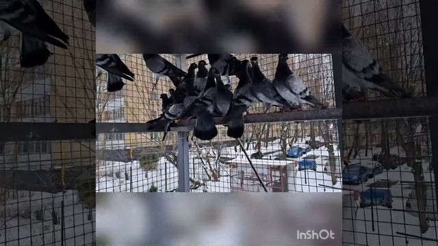 25.02.2023.Эти голуби все в новых домах . Голубятня в Гольяново - Москва. смотреть онлайн