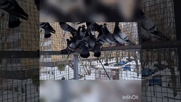25.02.2023.Эти голуби все в новых домах . Голубятня в Гольяново - Москва.
