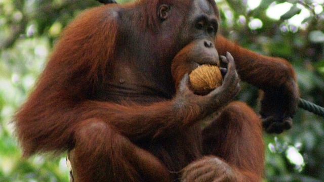 Gorilla VS Orangutan