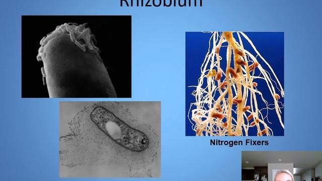 Chapter 11: Survey of Bacteria смотреть онлайн