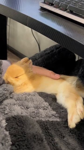 Зверьё моё.