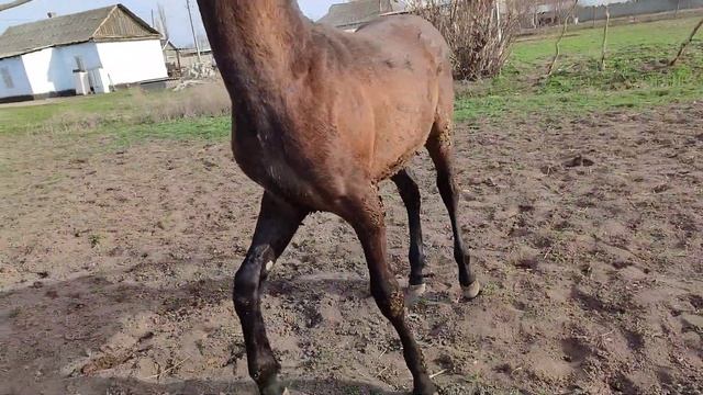 Англичан Тай сатылат дареги Чуй Тел:+996 704 245 757 .Баасы 140 мин кеми бар. смотреть онлайн