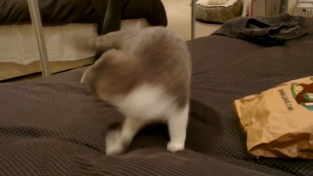 Scottish Fold tries to dig his way to China...through our bed смотреть онлайн