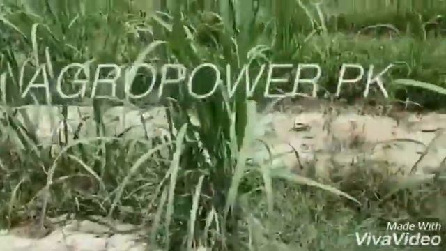Tiller - Cultivator in Sugarcane WMX-650 смотреть онлайн