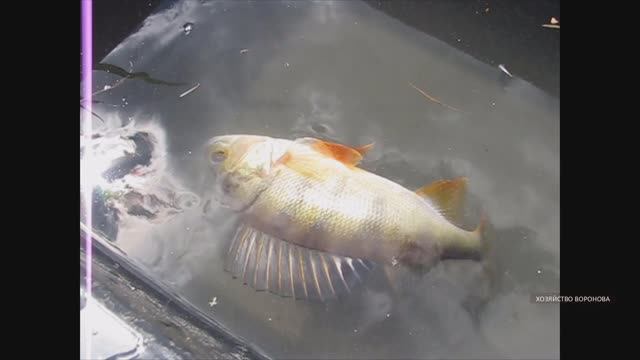 Зарыбляю окуня в свой пруд смотреть онлайн