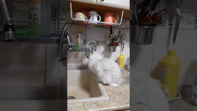 Наша Ляля пьет водичку только из крана. смотреть онлайн