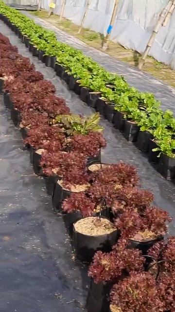 Growing green and red lettuce hydroponically. смотреть онлайн