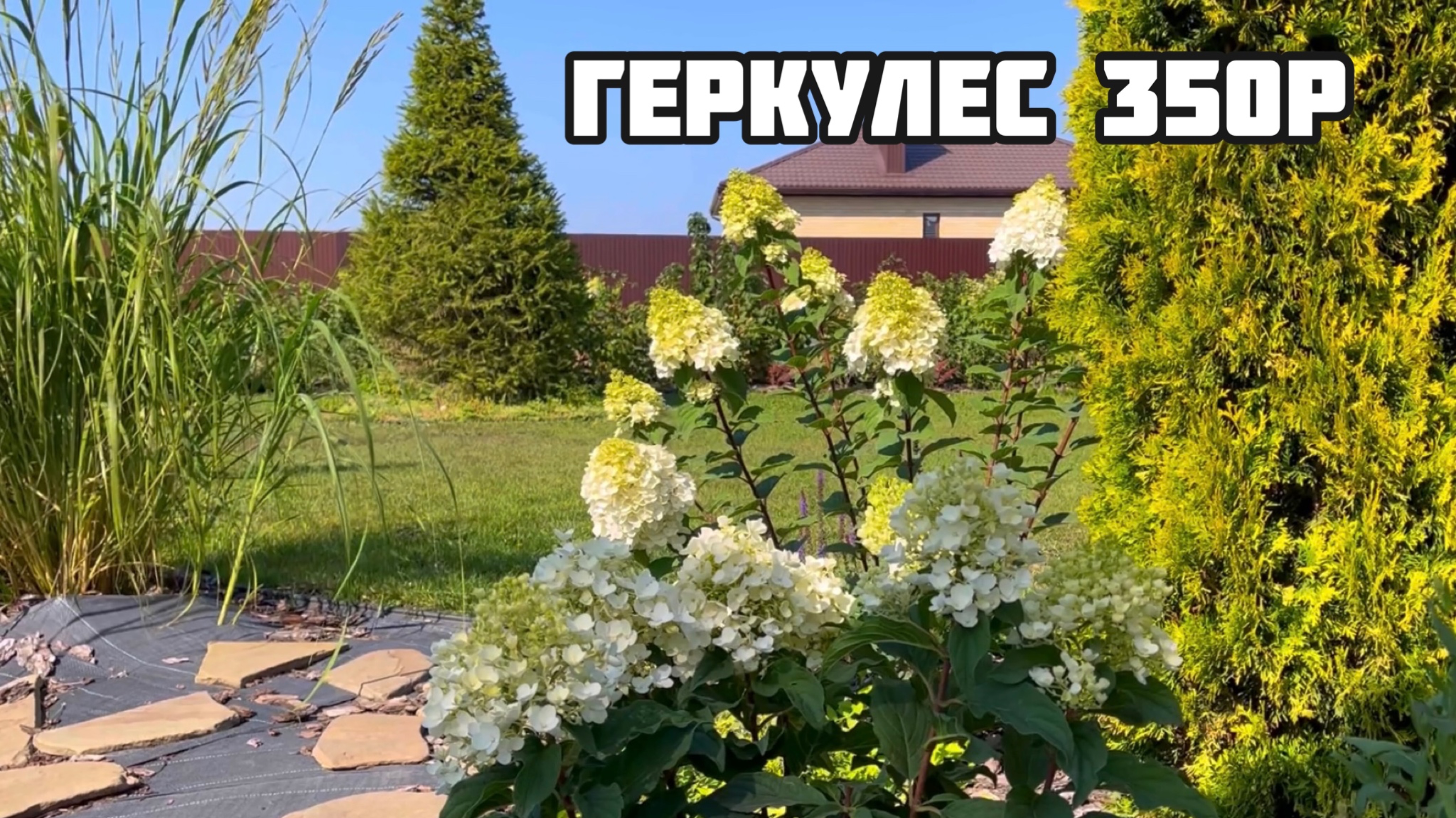 ГОРТЕНЗИЯ В НАЛИЧИИ 350р. Каталог shmatova pitomnik за сентябрь 2024. #гортензия #цветы #hydrangea