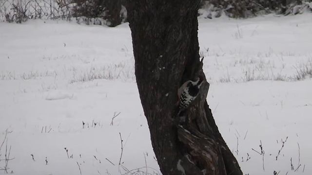 дятел не вуди смотреть онлайн
