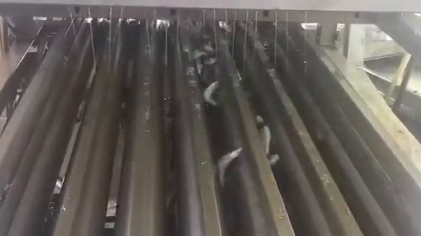 Машина для сортировки рыбы