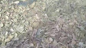 Рекламный ролик Флавамед 2009