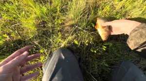 ТРОФЕЙНЫЙ ОКУНЬ В ЗАРОСШЕМ ПРУДУ | рыбалка на спиннинг