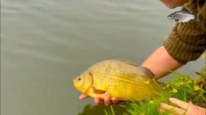 Запускаю в пруд карася и окуня, а заодно рассказываю об этих рыбах. #пруд #водоём #рыба #зарыбление