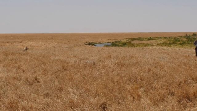 숫사자에게 필요한 것은 목숨인가 자존심인가? [아프리카 사파리 플러스⁺] 89 смотреть онлайн