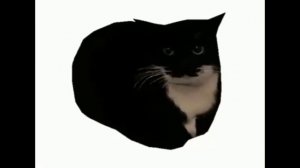 Кот крутиться 1 час