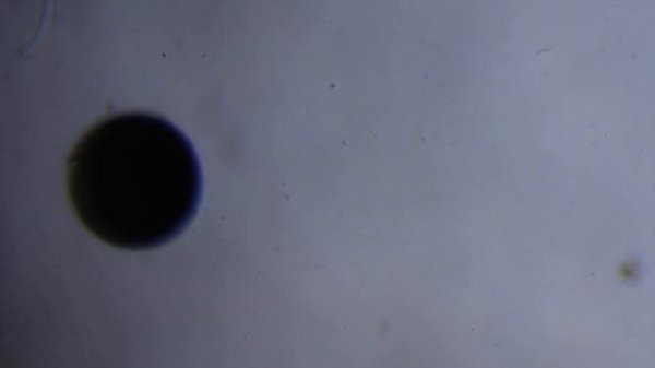 Артемия 24 часа после добавления воды и начала аэрации. 120х