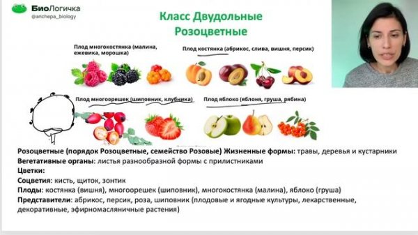 7 МОДУЛЬ Ботаника. Отдел Покрытосеменные. Классы Двудольные и Однодольные, семейства
